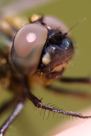 Somatochlora alpestris